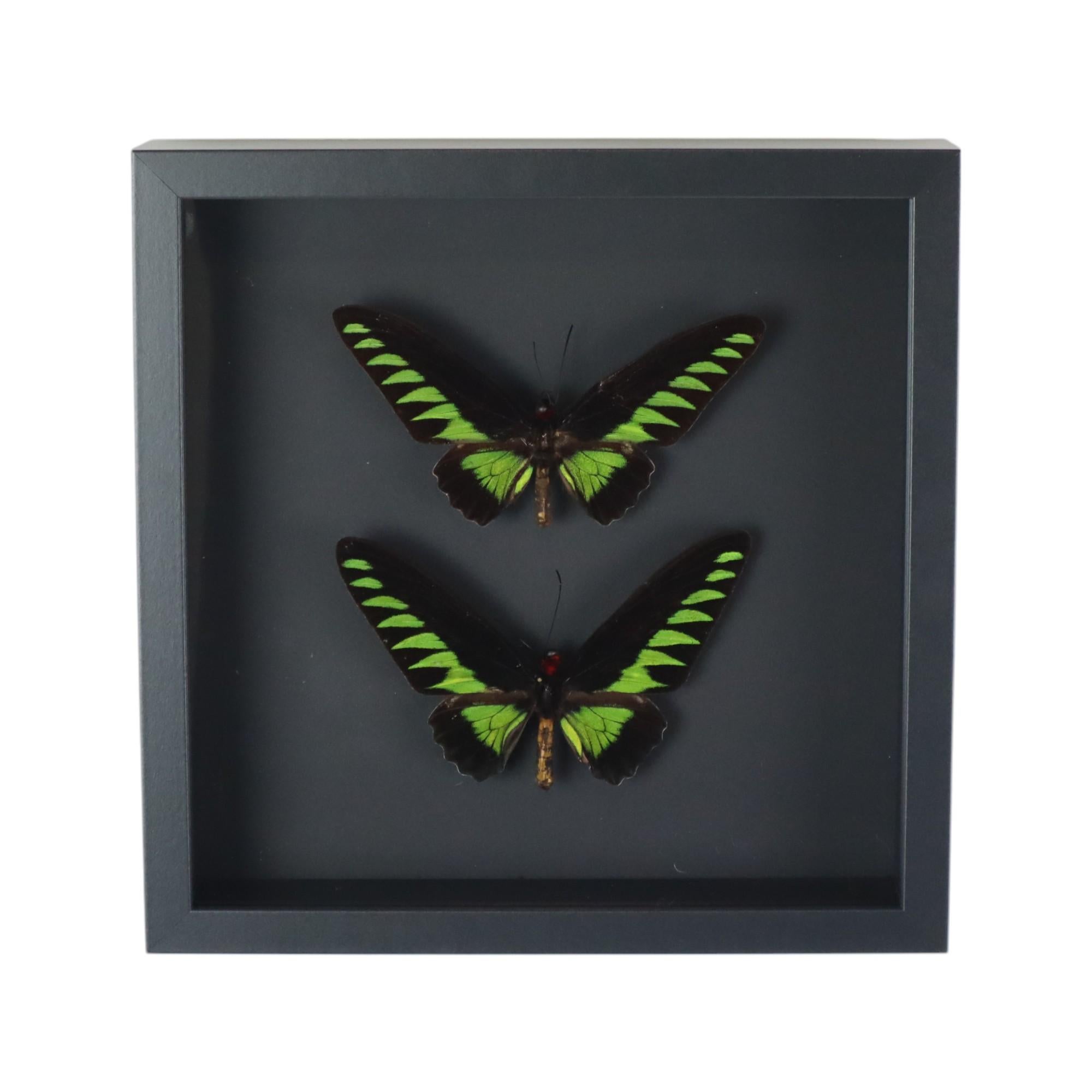 Pair of framed XL butterflies, Trogonoptera Brookiana or Ripon's Birdwing, from Malaysia.

Professionally naturalized under a black box frame with anti-UV acrylic window, with CITES import reference.

These butterflies are also called birdwing. In