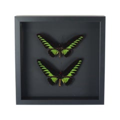 Framed Butterflies XL Trogonoptera Brookiana Birdwing Taxidermy