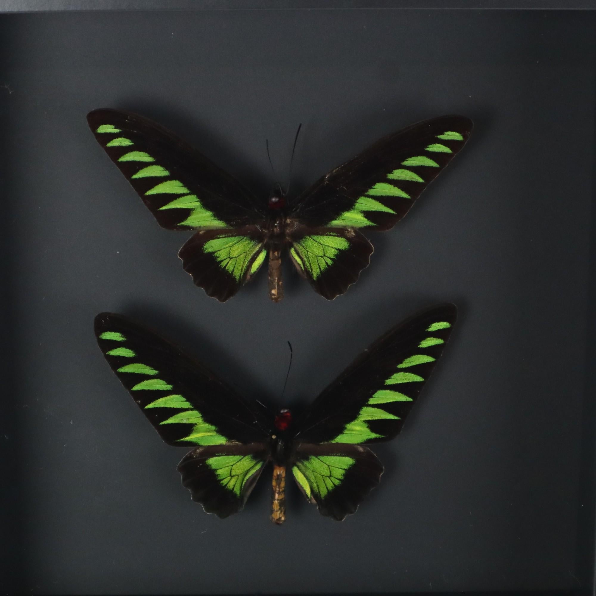 Belgian Framed Butterflies XL Trogonoptera Brookiana Birdwing Taxidermy For Sale