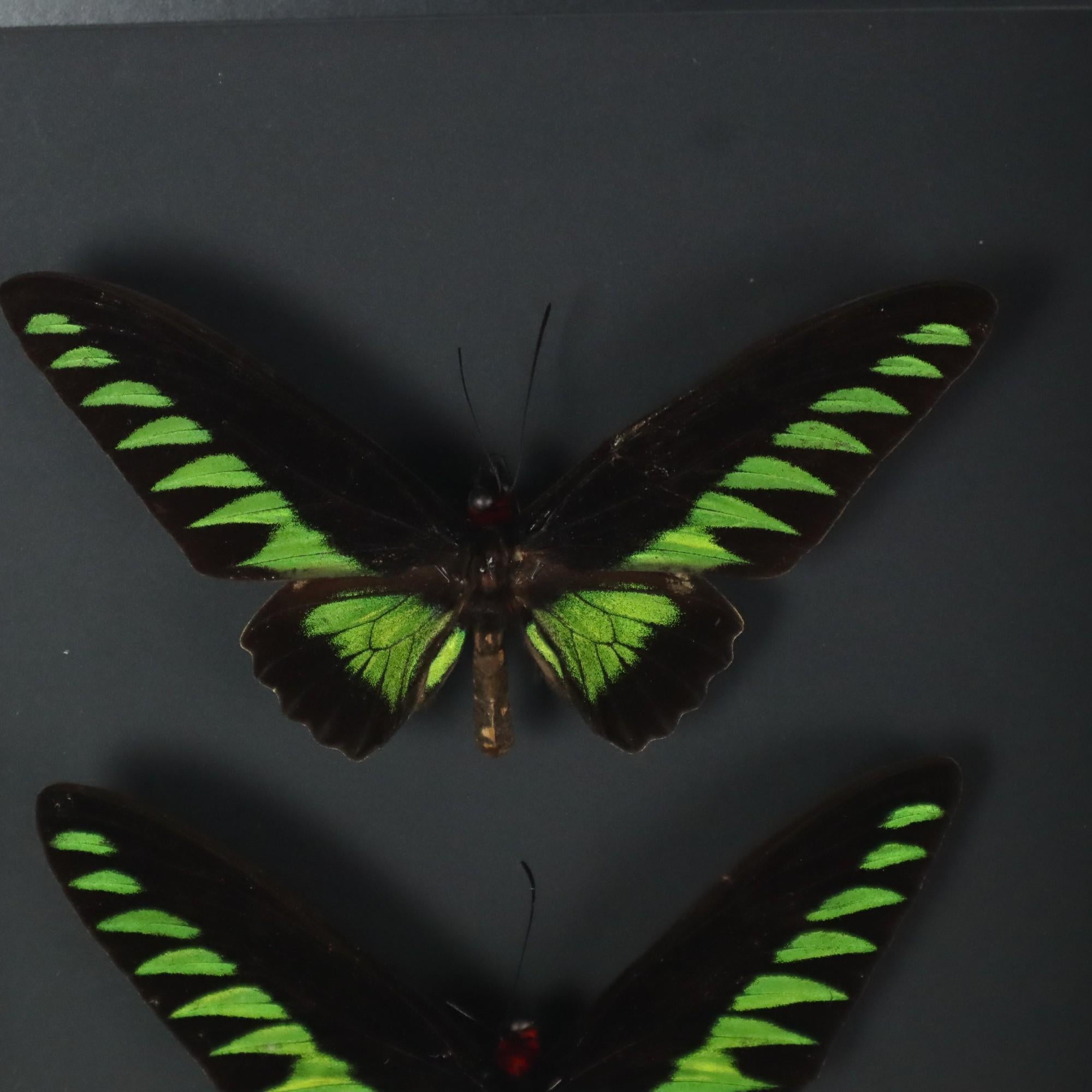 Framed Butterflies XL Trogonoptera Brookiana Birdwing Taxidermy In Excellent Condition For Sale In Poperinge, BE
