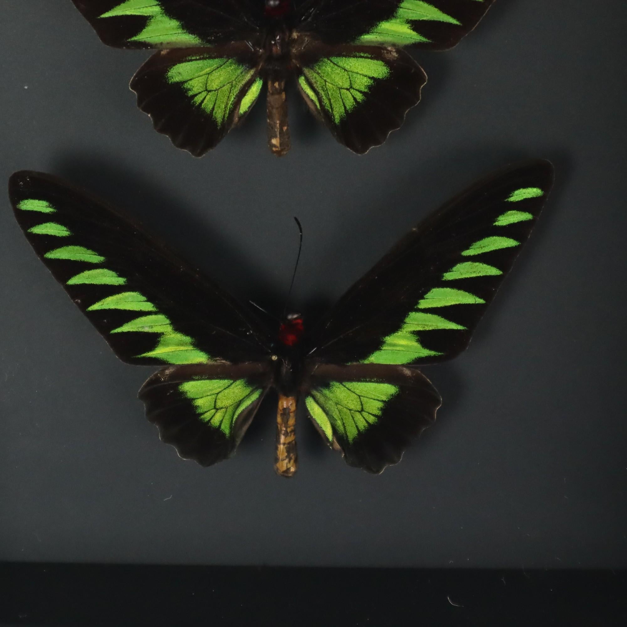 Contemporary Framed Butterflies XL Trogonoptera Brookiana Birdwing Taxidermy For Sale