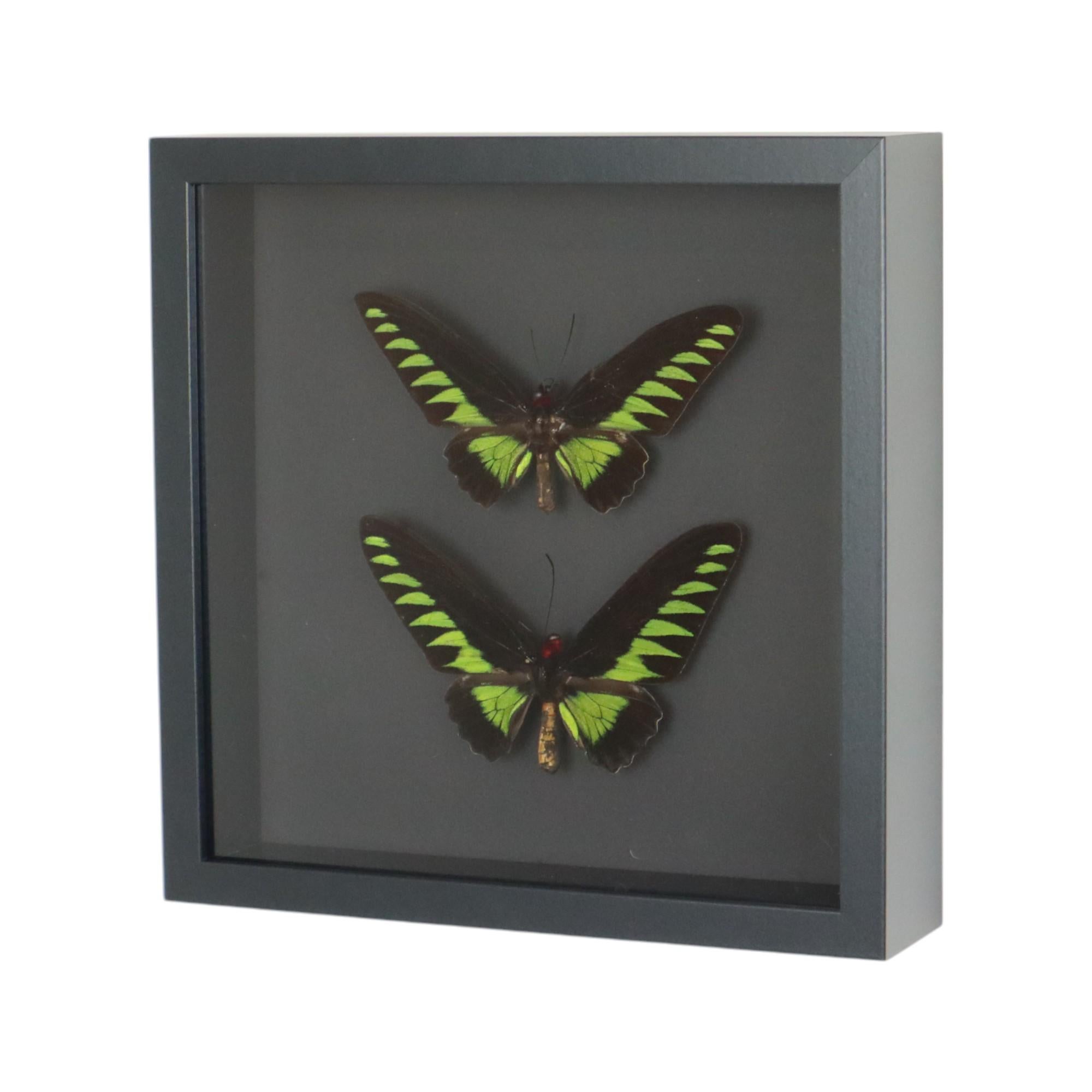 Acrylic Framed Butterflies XL Trogonoptera Brookiana Birdwing Taxidermy For Sale