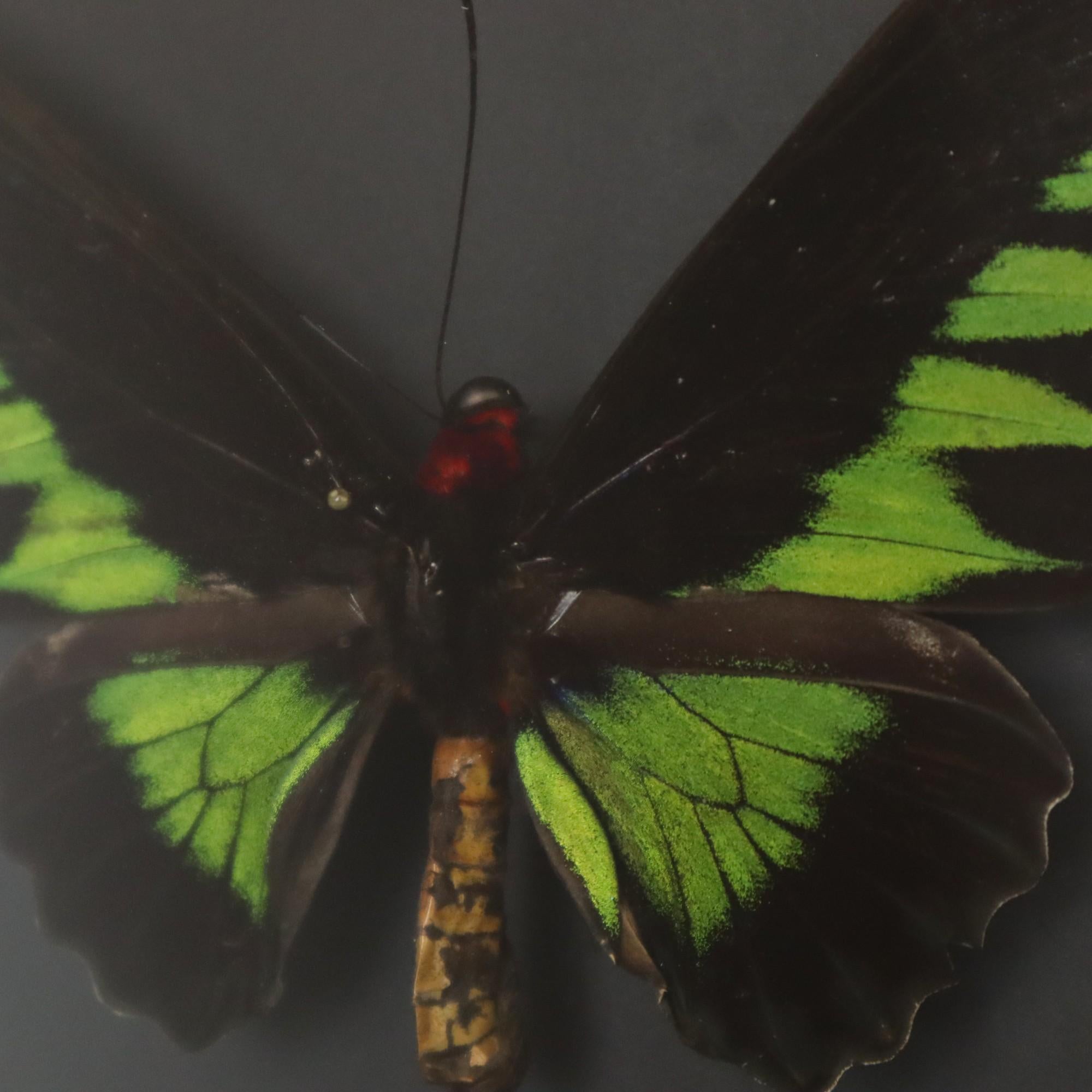 Framed Butterflies XL Trogonoptera Brookiana Birdwing Taxidermy For Sale 1