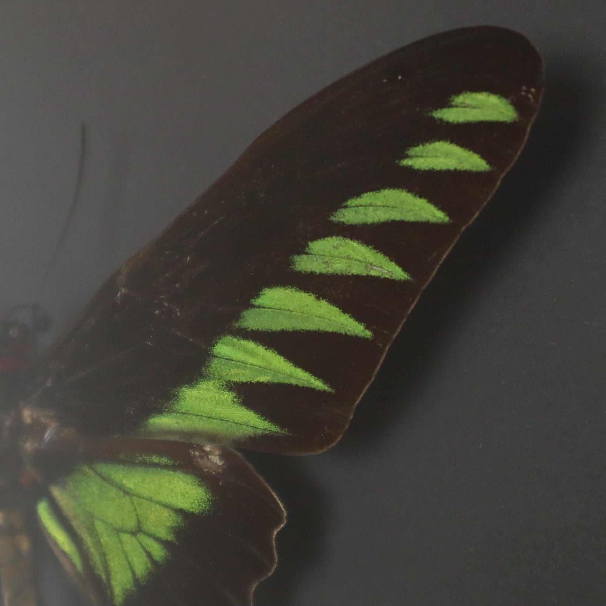 Framed Butterflies XL Trogonoptera Brookiana Birdwing Taxidermy For Sale 2