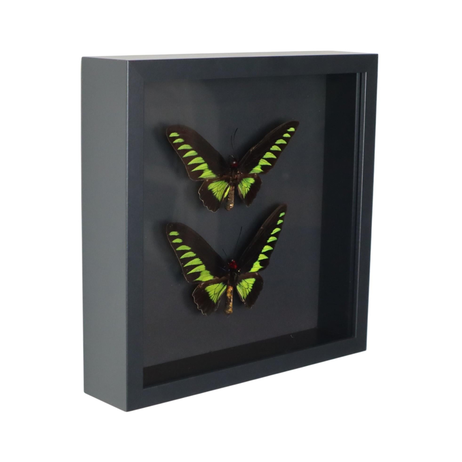 Framed Butterflies XL Trogonoptera Brookiana Birdwing Taxidermy For Sale 3