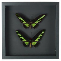 Farfalle con cornice XL Trogonoptera Brookiana Uccello Tassidermia
