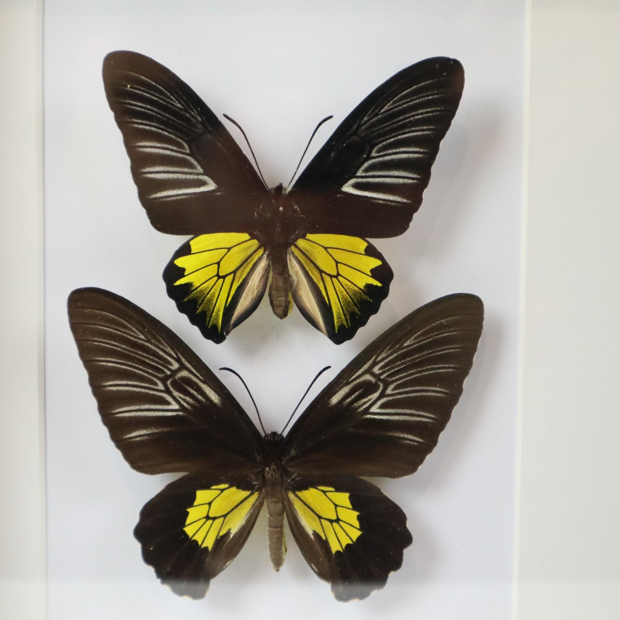 Framed Butterflies XL Troides Rhadamantus Full Body Taxidermy For Sale 5