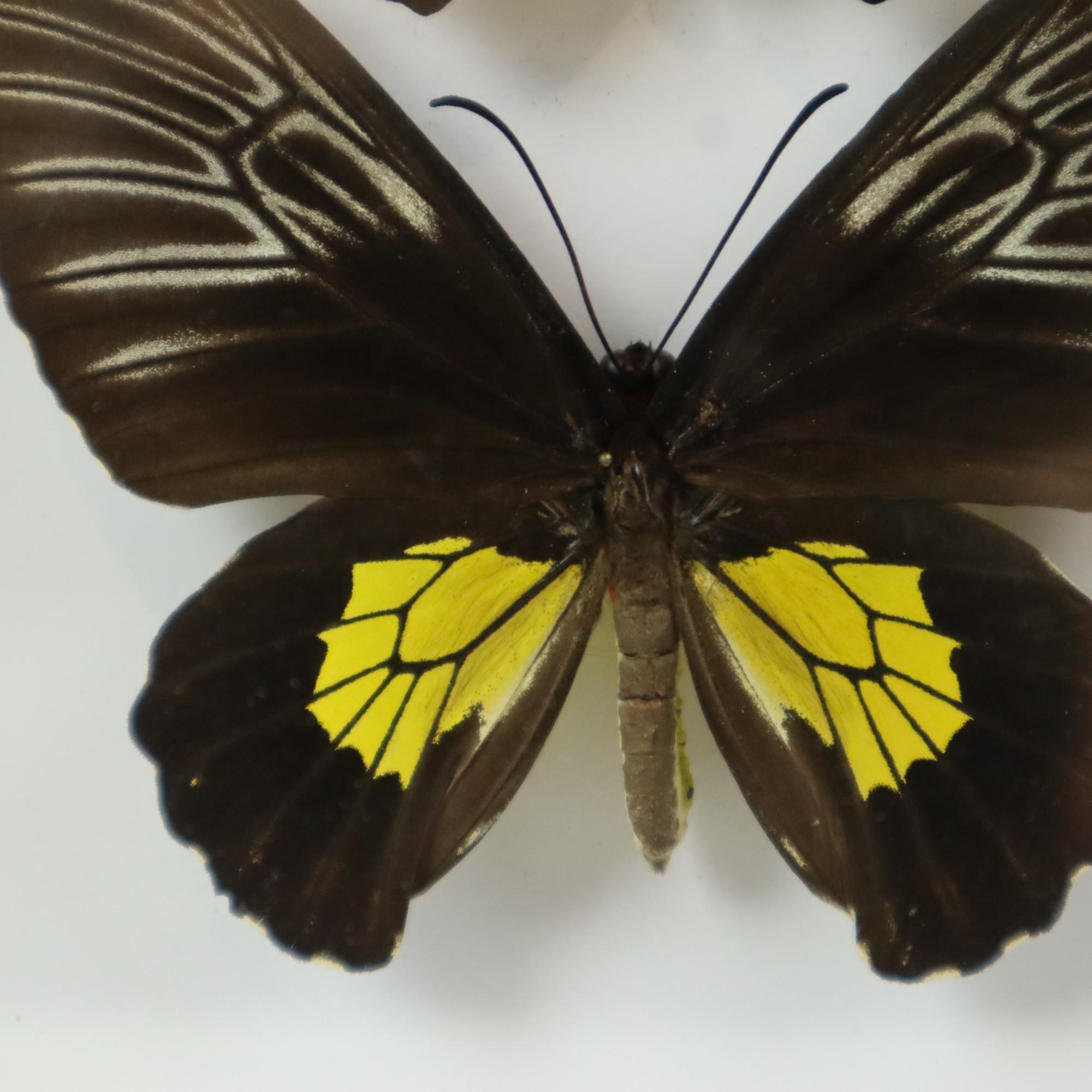 Framed Butterflies XL Troides Rhadamantus Full Body Taxidermy For Sale 6