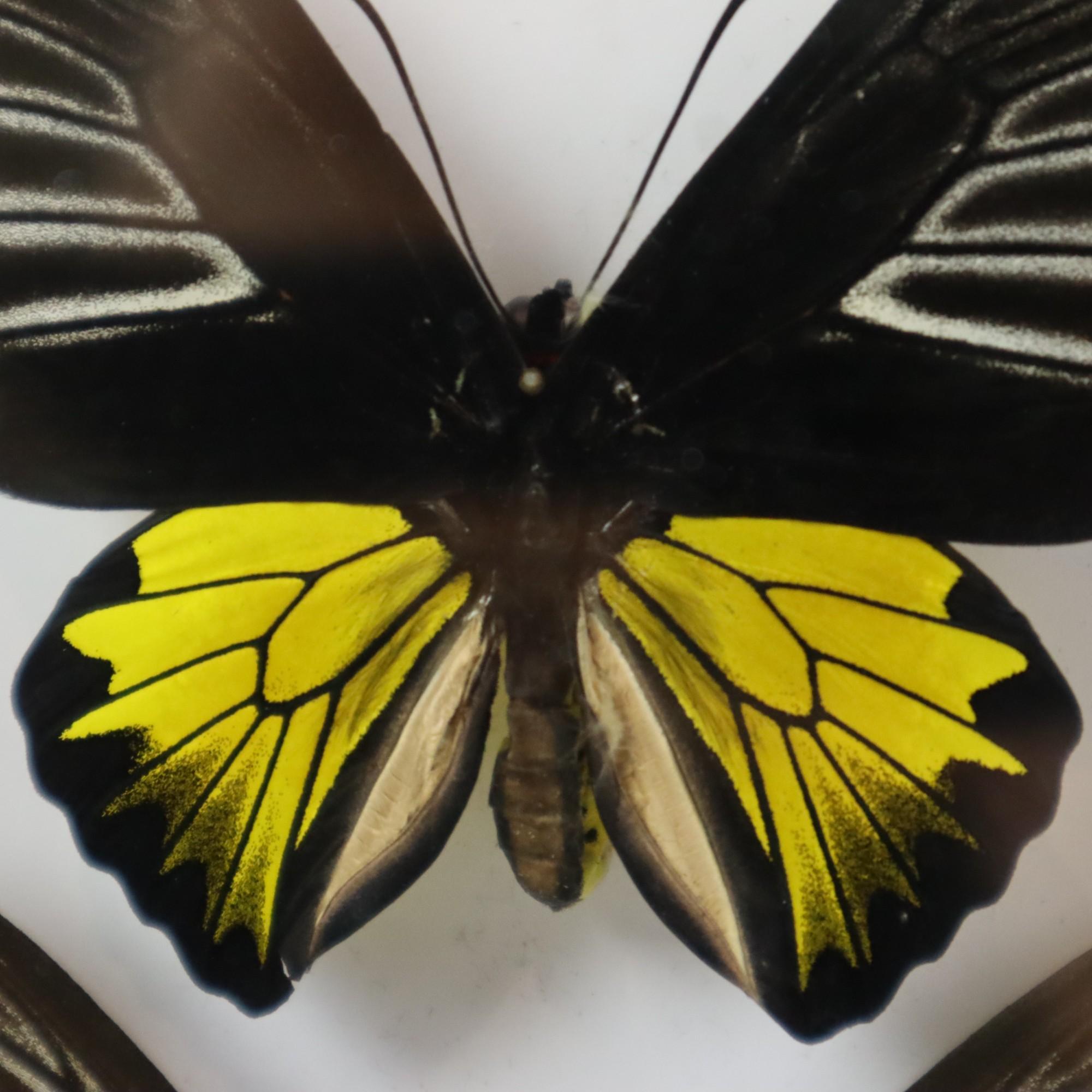 Framed Butterflies XL Troides Rhadamantus Full Body Taxidermy For Sale 7
