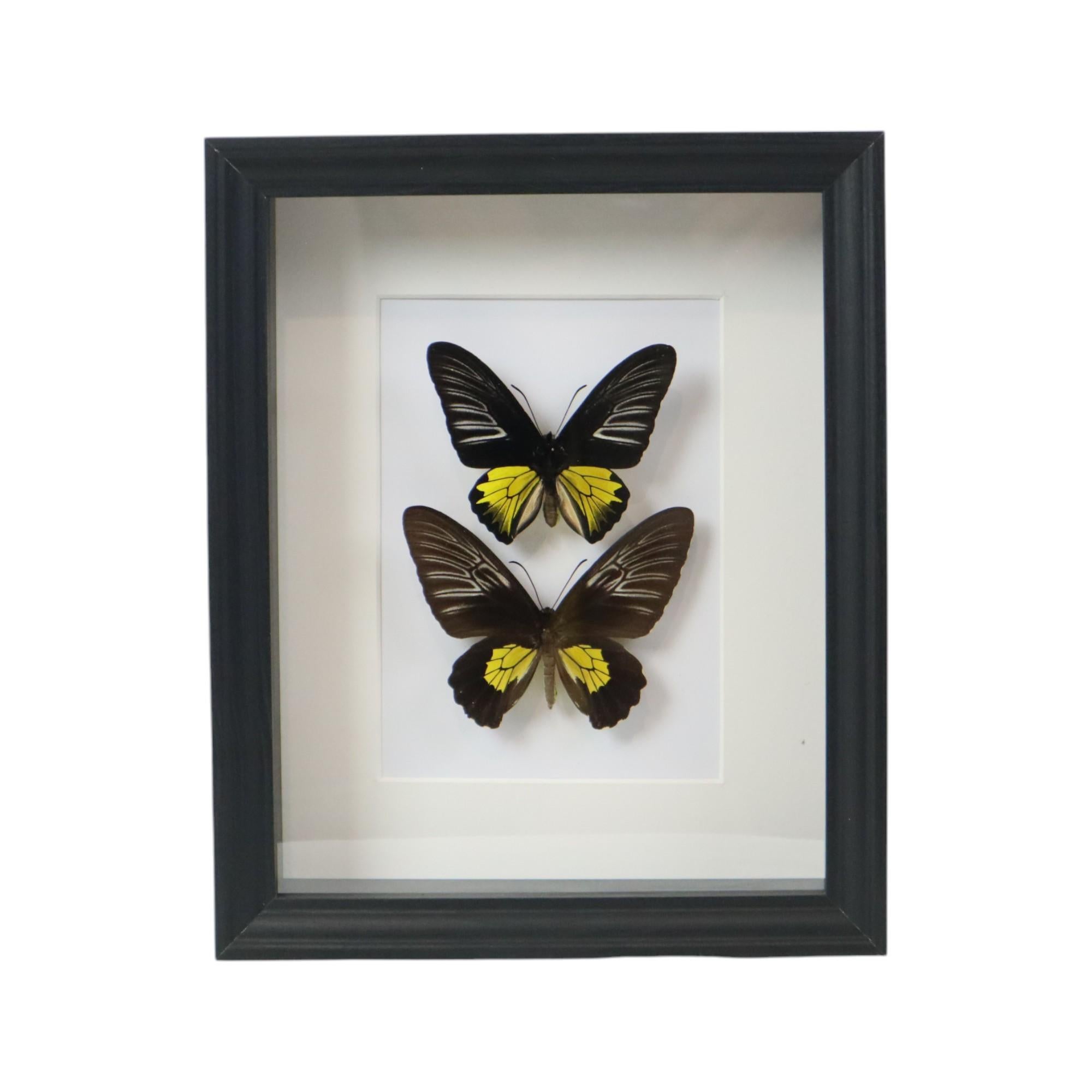 Pair of framed XL butterflies, 2 pieces Troides Rhadamantus, a butterfly from the pages family, originating from the Philippines.

Professionally naturalized under a black box frame with anti-UV acrylic window and white background, with CITES import
