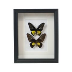 Framed Butterflies XL Troides Rhadamantus Full Body Taxidermy
