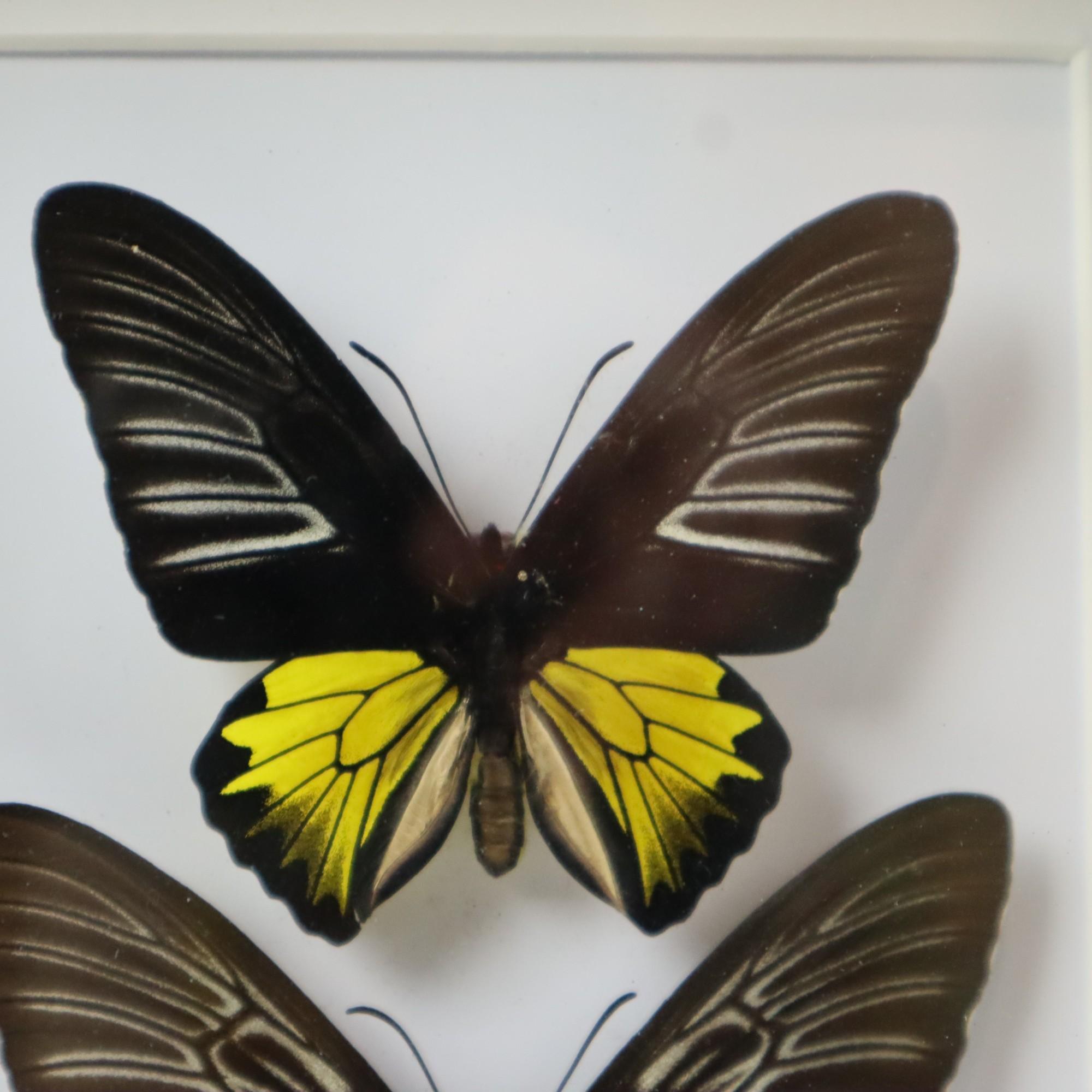 Belgian Framed Butterflies XL Troides Rhadamantus Full Body Taxidermy For Sale