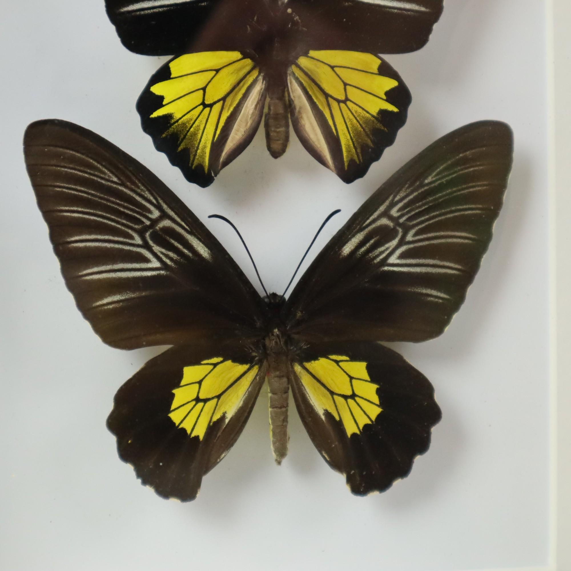 Framed Butterflies XL Troides Rhadamantus Full Body Taxidermy In Excellent Condition For Sale In Poperinge, BE