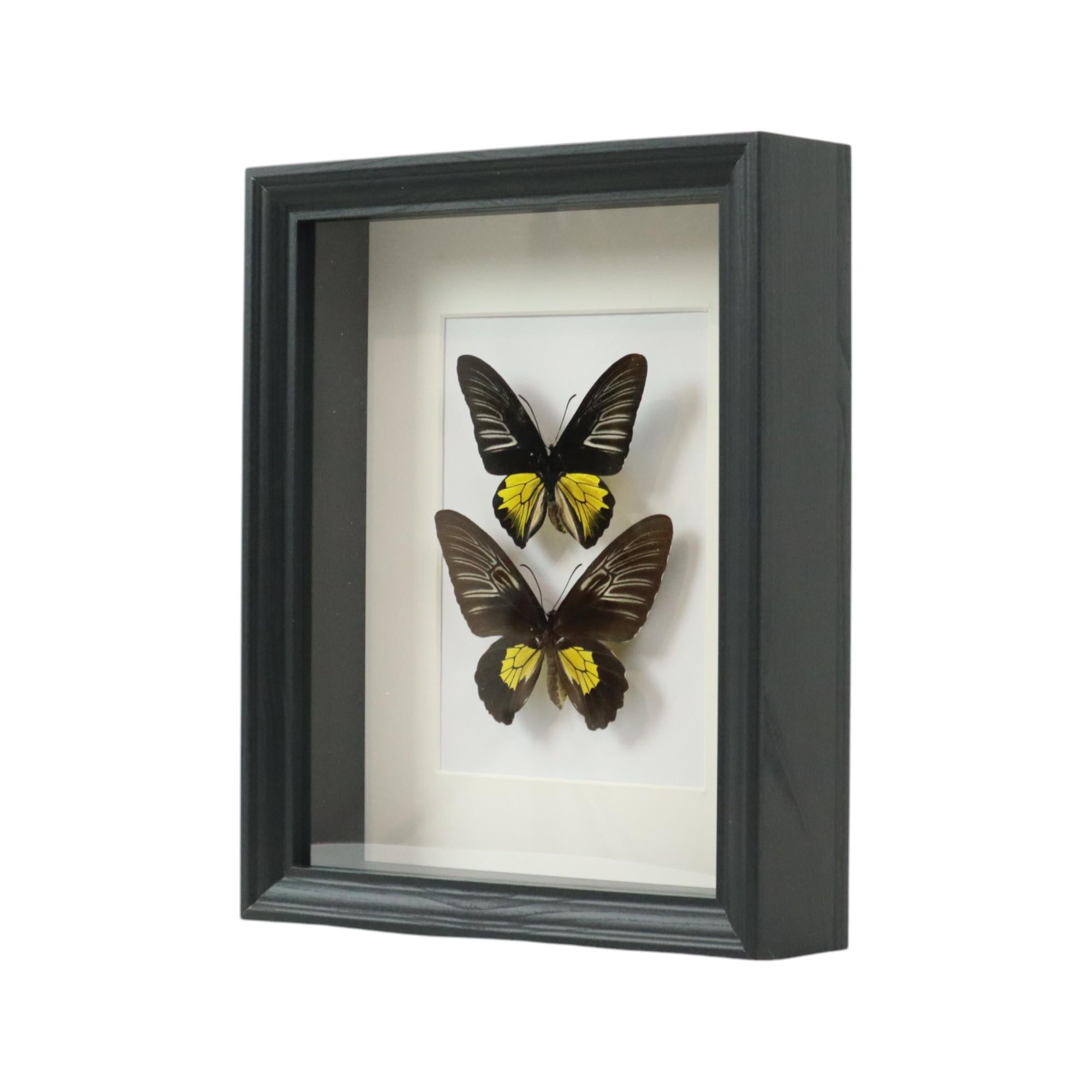 Contemporary Framed Butterflies XL Troides Rhadamantus Full Body Taxidermy For Sale