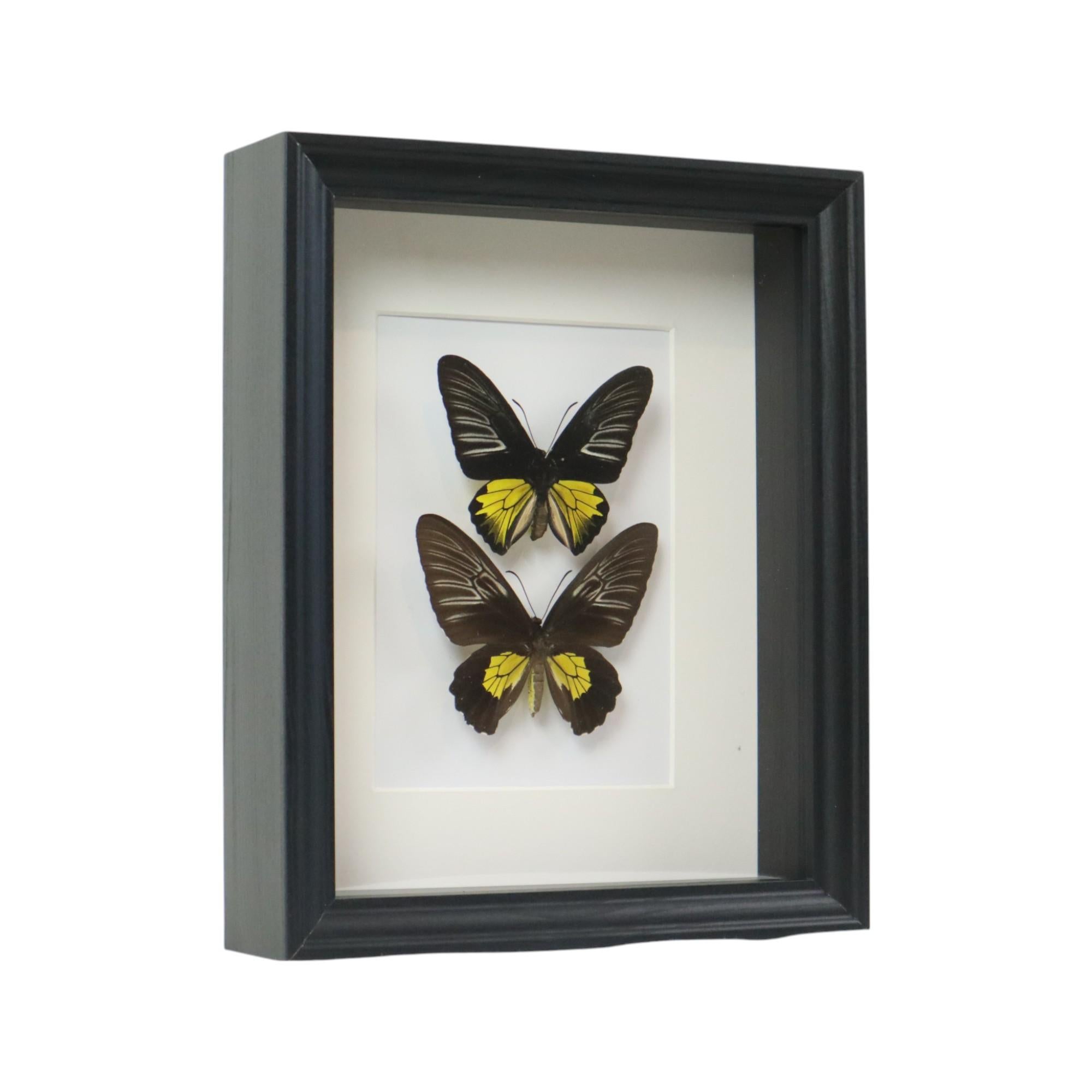 Acrylic Framed Butterflies XL Troides Rhadamantus Full Body Taxidermy For Sale