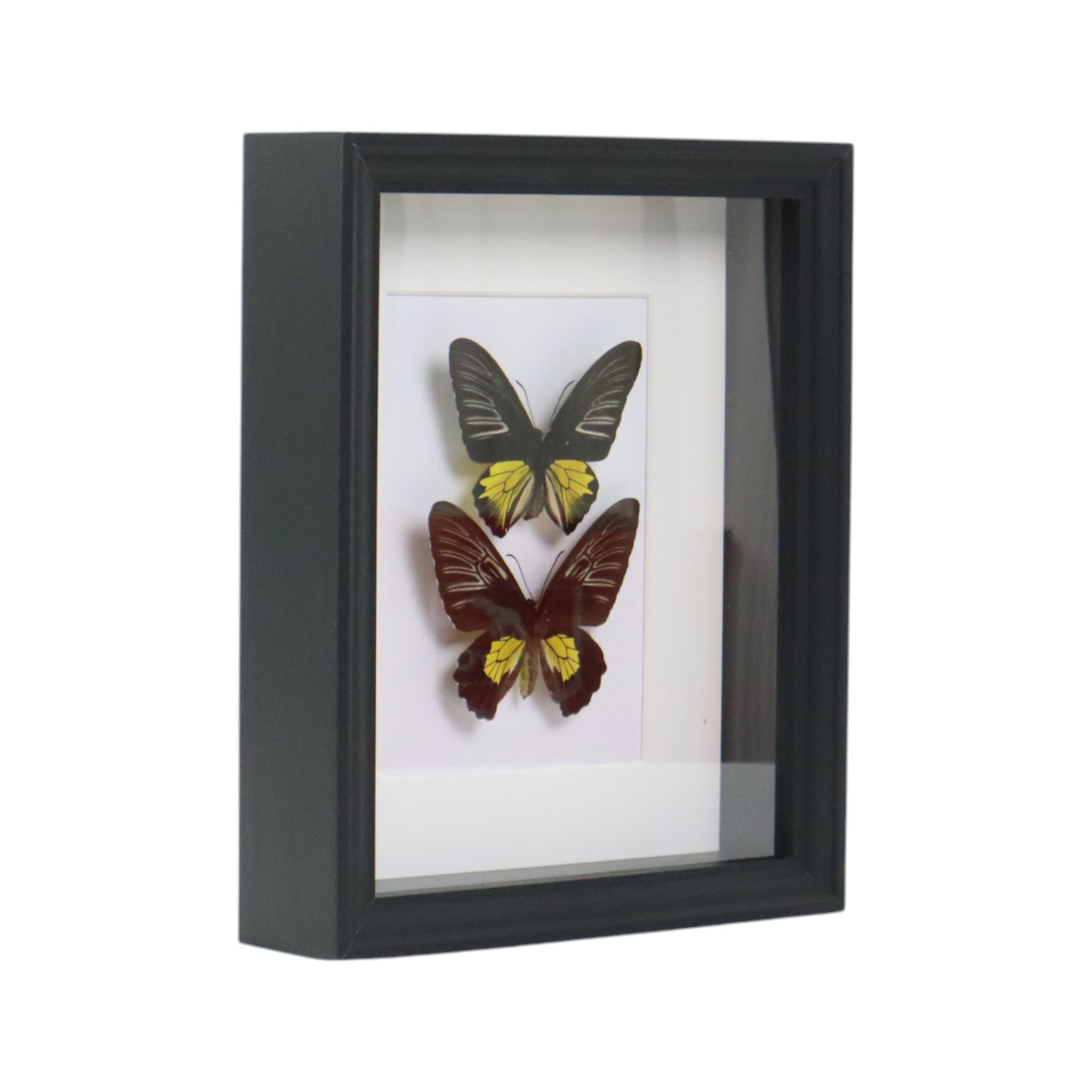 Framed Butterflies XL Troides Rhadamantus Full Body Taxidermy For Sale 1