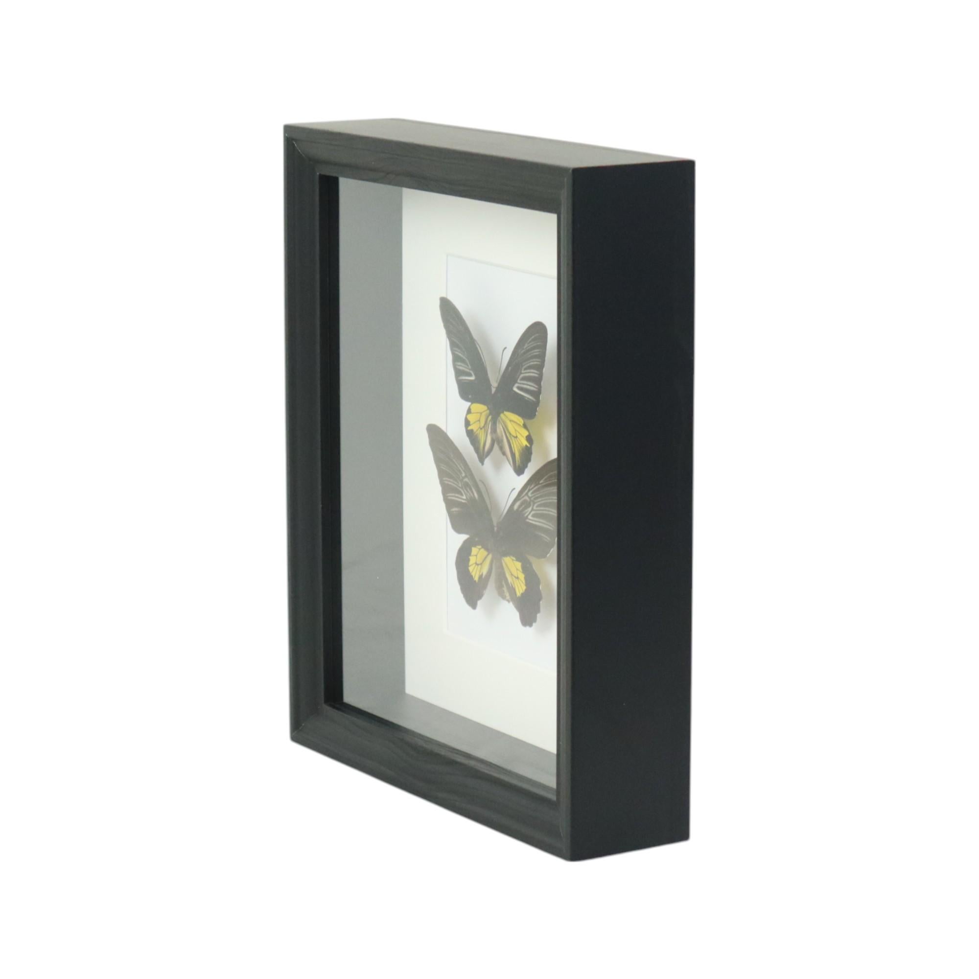 Framed Butterflies XL Troides Rhadamantus Full Body Taxidermy For Sale 2