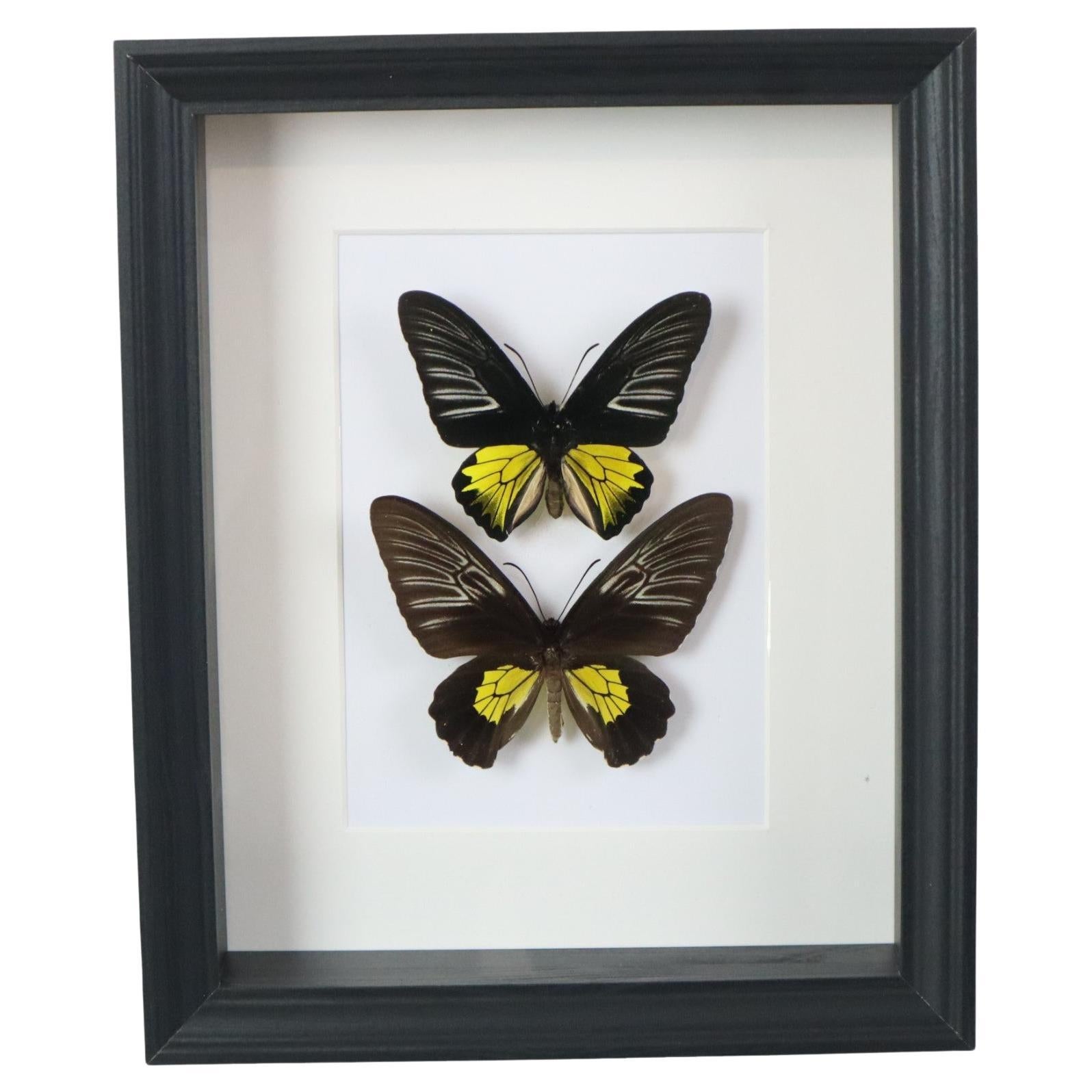 Gerahmte Schmetterlinge XL Troides Rhadamantus Full Body Taxidermie