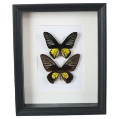 Farfalle incorniciate XL Troides Rhadamantus a corpo intero tassidermia
