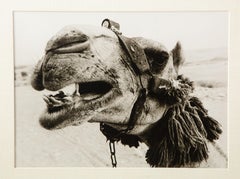 Fotografia di cammello incorniciata di Christopher Makos