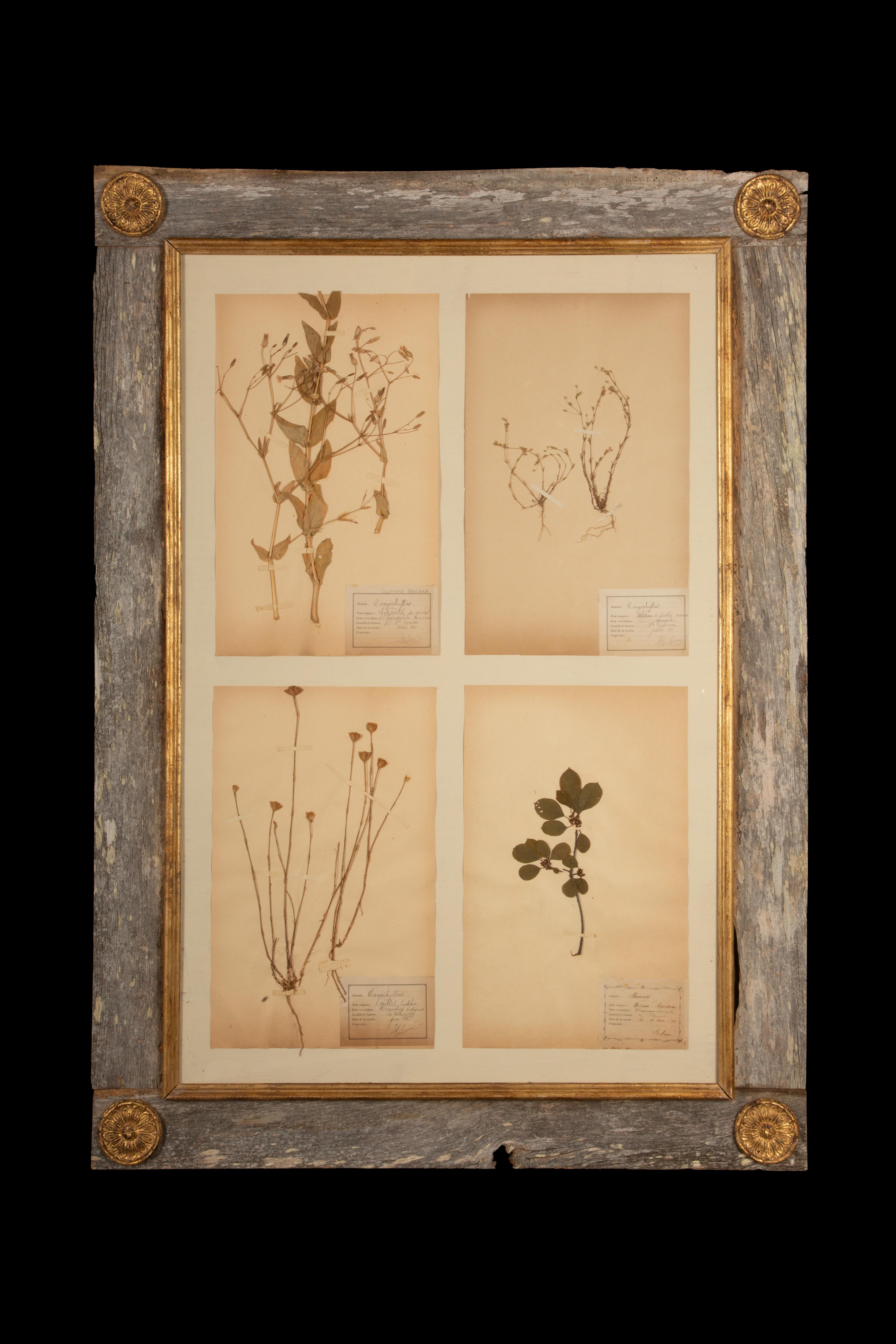 Questa collezione splendidamente conservata presenta quattro esemplari di erbe botaniche del XIX secolo meticolosamente montati in una cornice rustica in legno di fienile. Ogni esemplare, accuratamente etichettato con dettagli scientifici, mette in