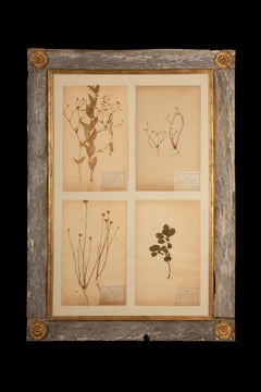 Framed Collection of Four Herbier Specimens in Rustic Barn Wood w/ Gilt Rosettes