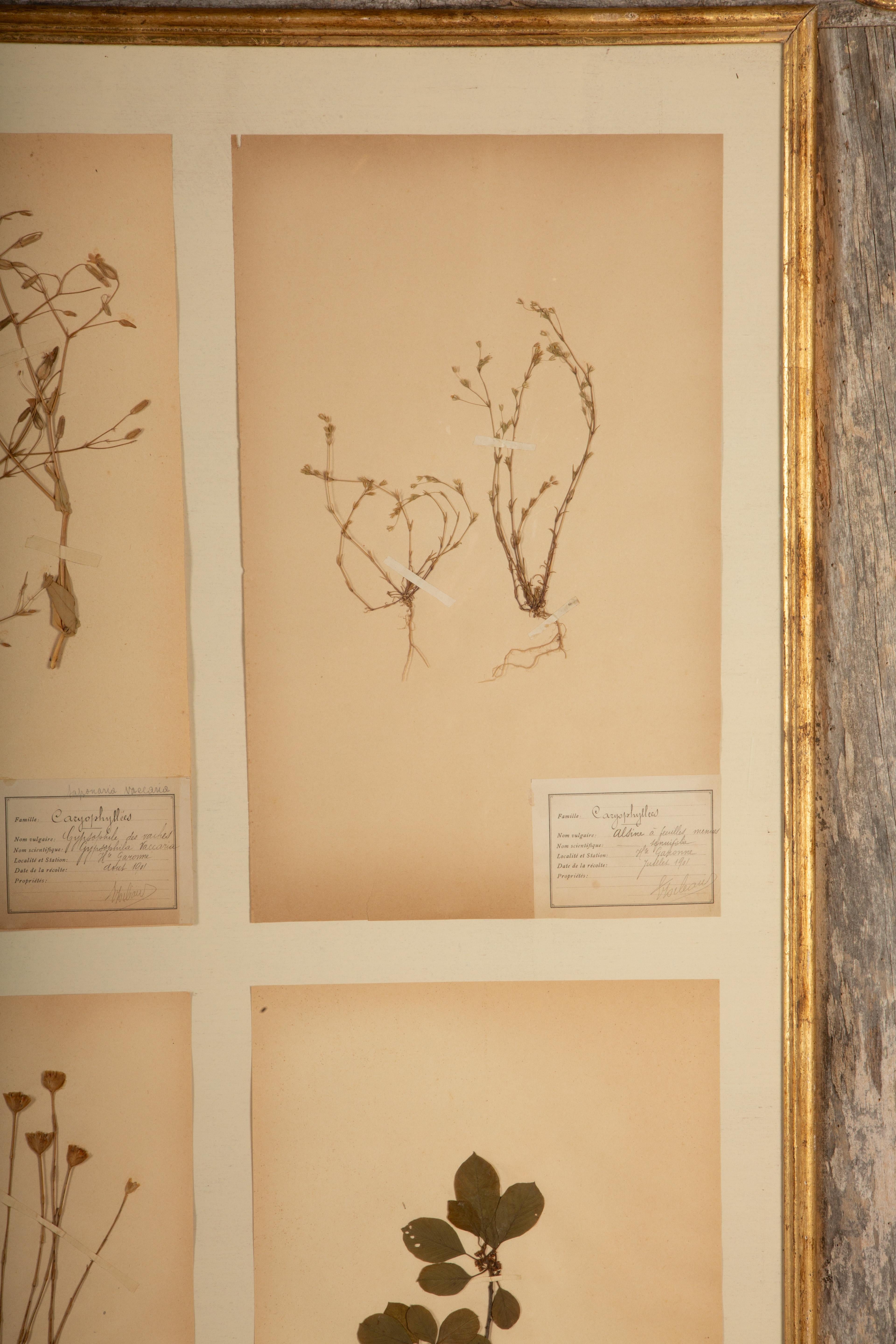 Napoleone III Collectional di quattro esemplari di Herbier in legno rustico di fienile con rosette dorate in vendita