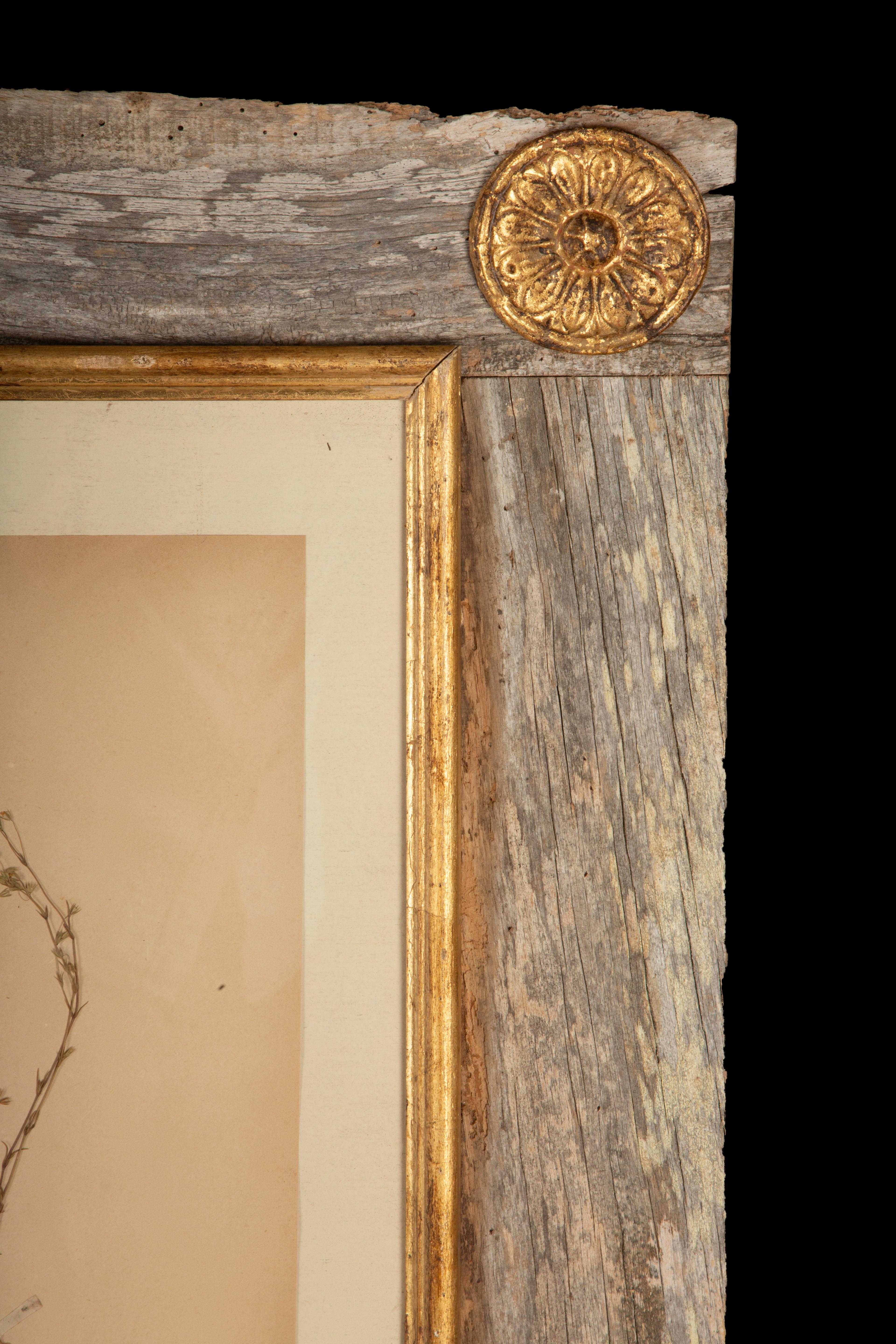 Francese Collectional di quattro esemplari di Herbier in legno rustico di fienile con rosette dorate in vendita