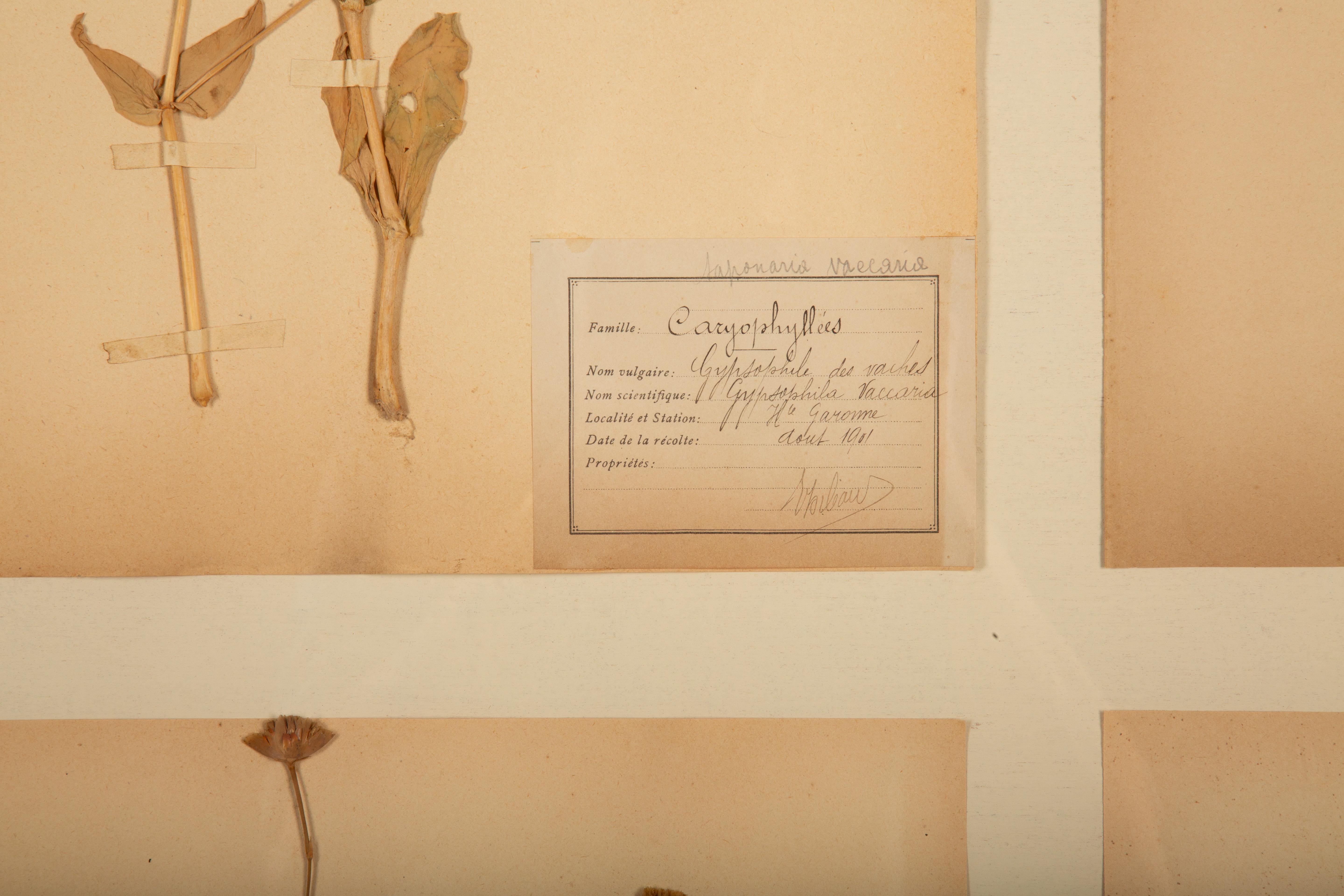 Dorato Collectional di quattro esemplari di Herbier in legno rustico di fienile con rosette dorate in vendita