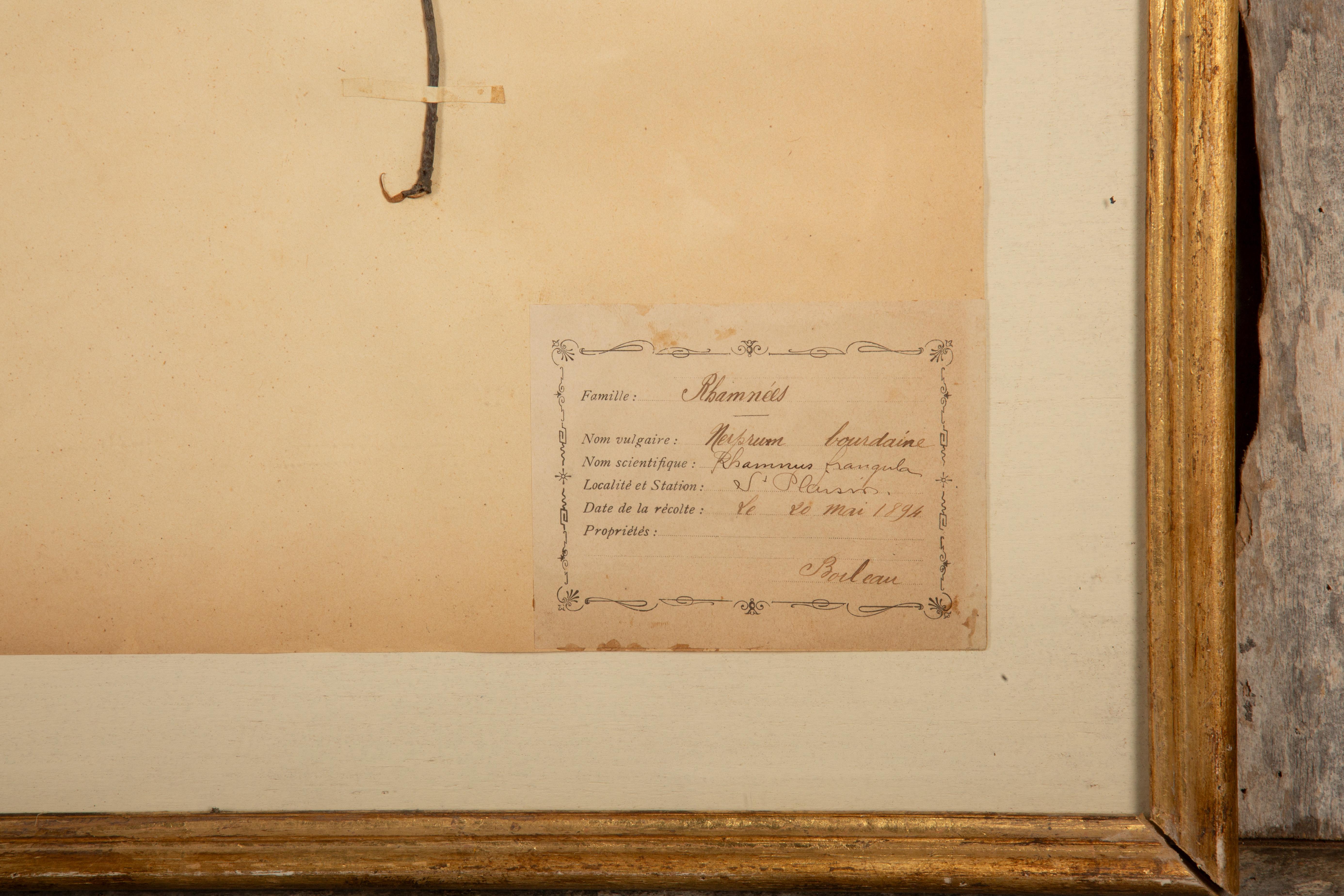 XIX secolo Collectional di quattro esemplari di Herbier in legno rustico di fienile con rosette dorate in vendita