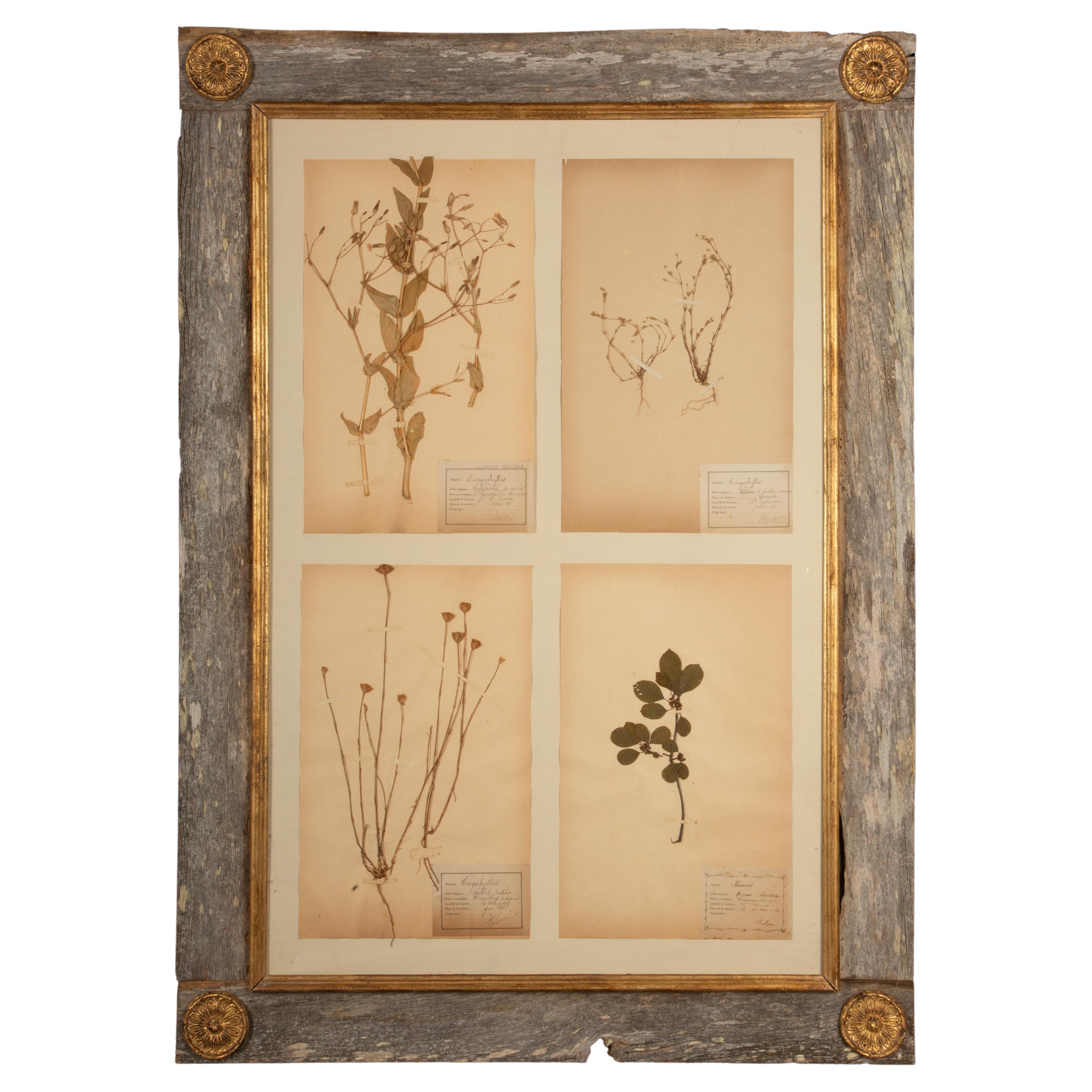 Framed Collection of Four Herbier Specimens in Rustic Barn Wood w/ Gilt Rosettes