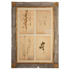 Collectional di quattro esemplari di Herbier in legno rustico di fienile con rosette dorate