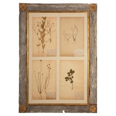 Collection of Four 19th-Century Framed Herbarium Botanical Specimens, 47"H