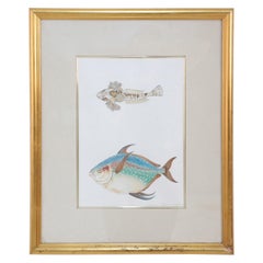 Gerahmte Farblithographie von braunen und mehrfarbigen tropischen Fischen