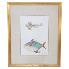Gerahmte farbige Lithographie eines braunen und mehrfarbigen tropischen Fisches