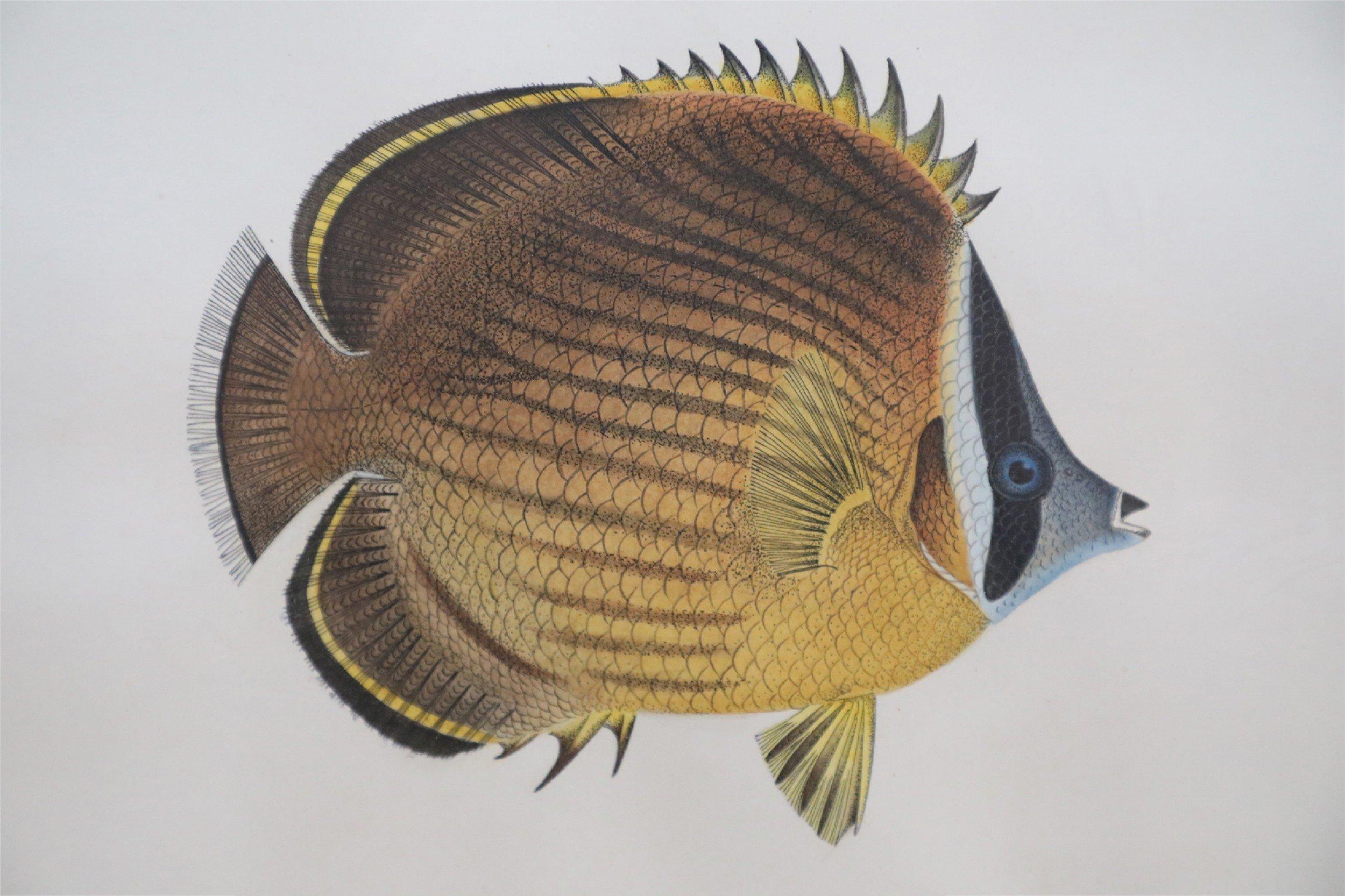 Mid-century lithograph of two tropical fish, one brown, one pink and red, in a beige mat with gold bevel and a rectangular giltwood frame. (signed, Charles Skora, #9).