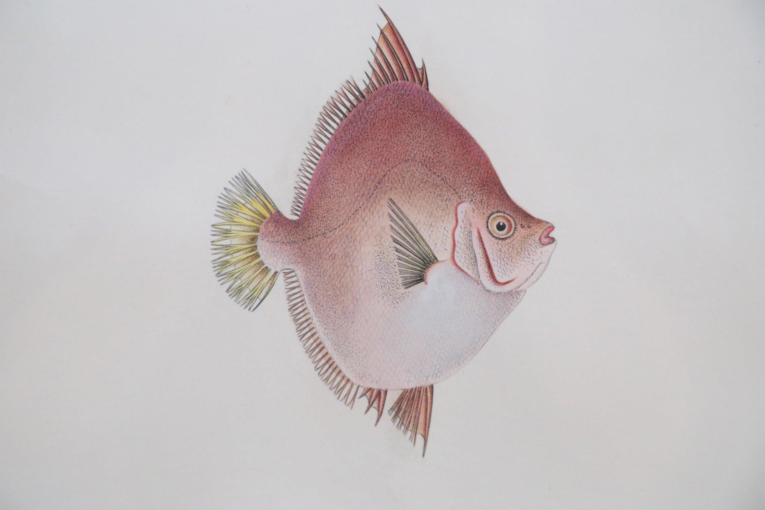 Glass Framed Color Lithograph of Brown and Pink Tropical Fish For Sale