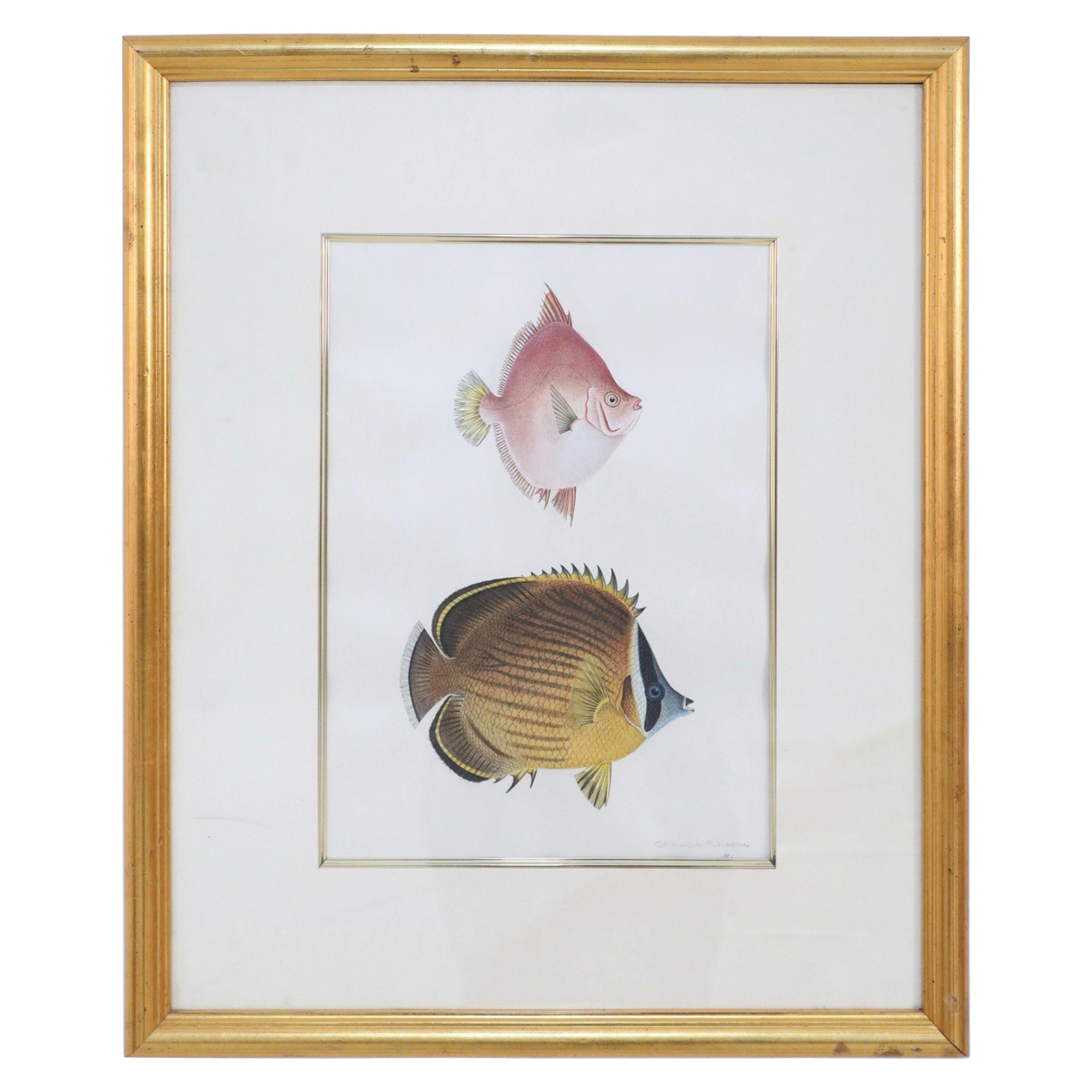 Gerahmte Farblithographie von braunen und rosa tropischen Fischen