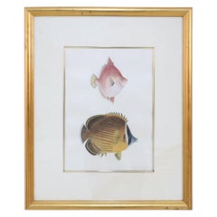 Gerahmte Farblithographie von braunen und rosa tropischen Fischen