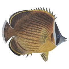 Framed Color Lithograph of Brown and Pink Tropical Fish