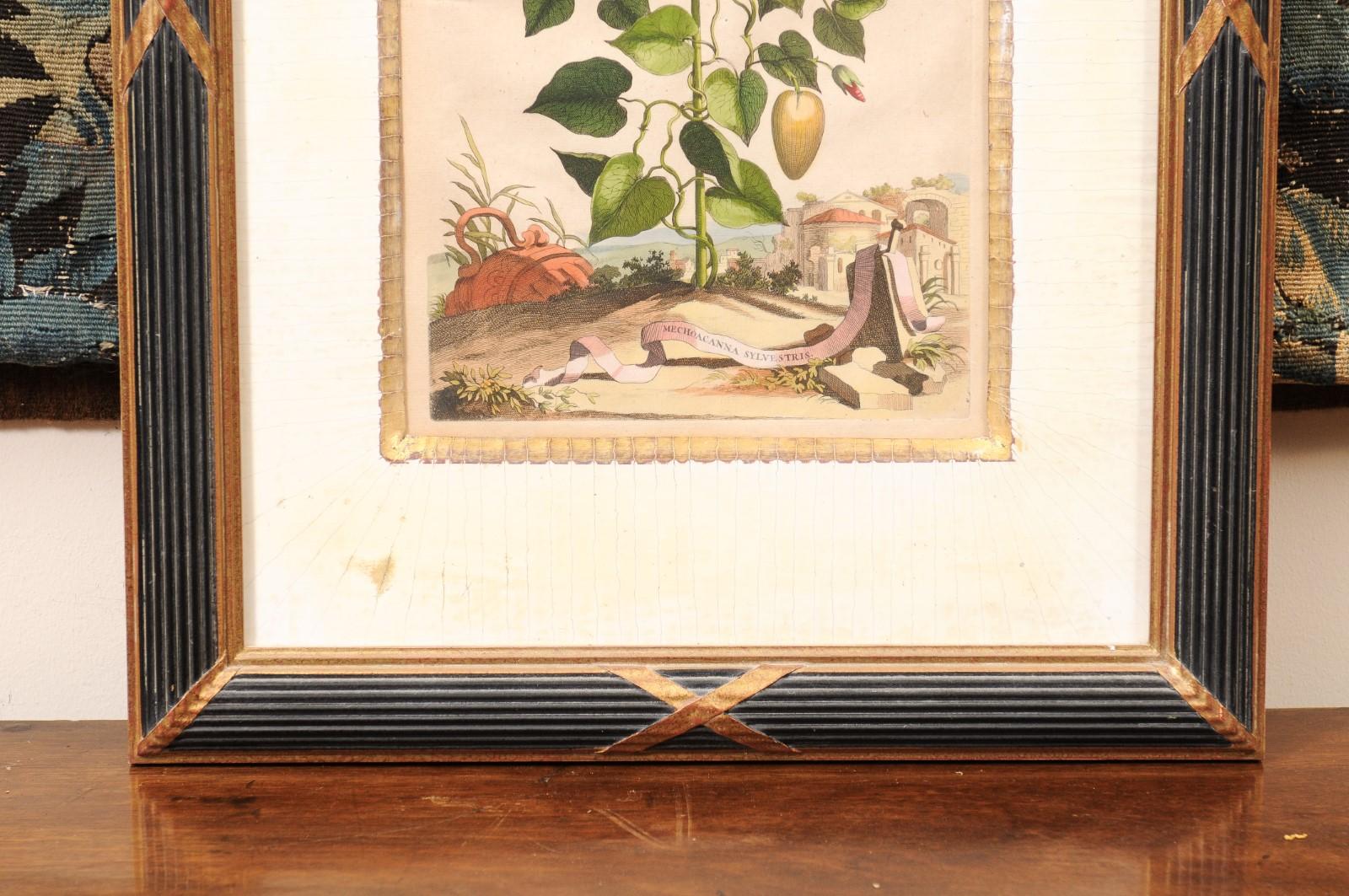 Framed Copper Botanical Engraving by Doctor & Botanist Abraham Muntings For Sale 9