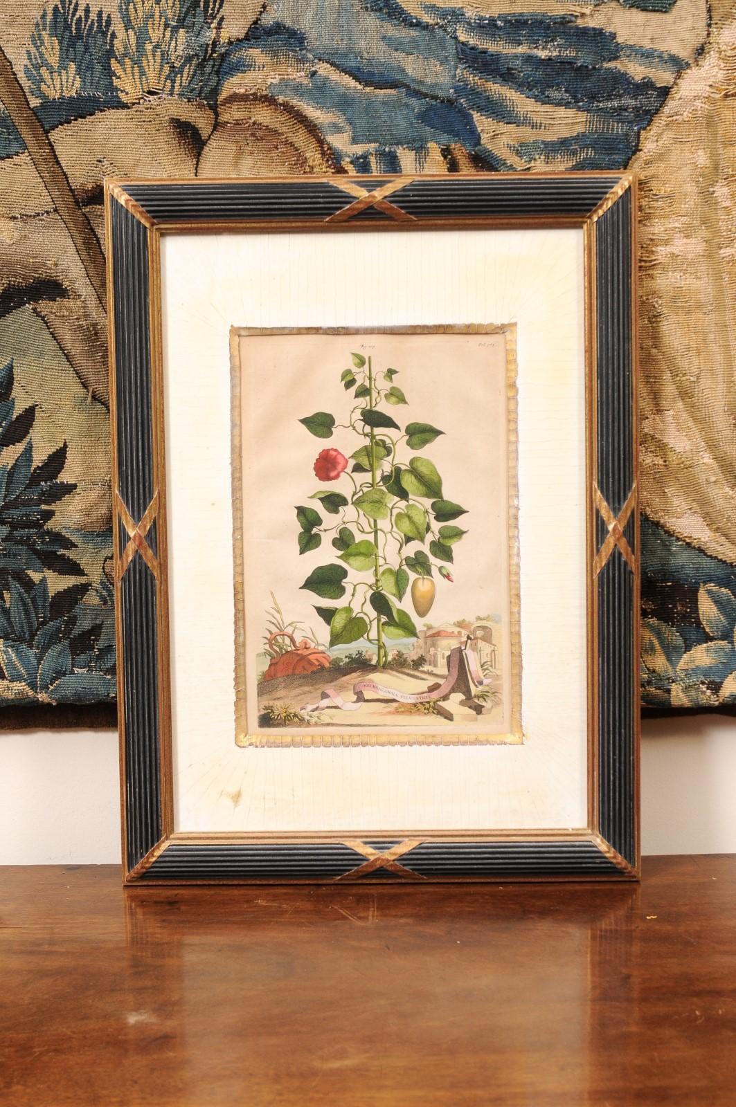 Framed Copper Botanical Engraving by Doctor & Botanist Abraham Muntings In Good Condition For Sale In Atlanta, GA