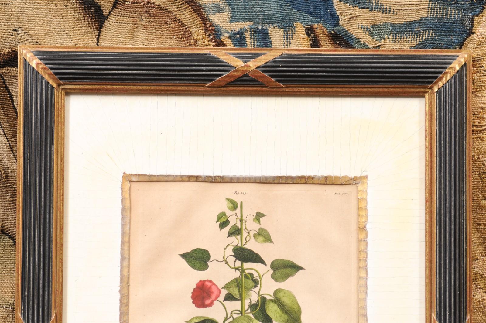 17th Century Framed Copper Botanical Engraving by Doctor & Botanist Abraham Muntings For Sale
