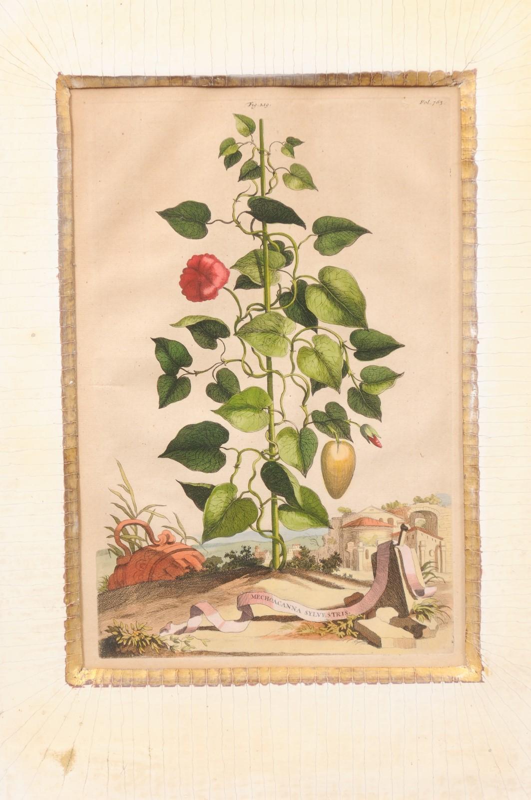 Paper Framed Copper Botanical Engraving by Doctor & Botanist Abraham Muntings For Sale