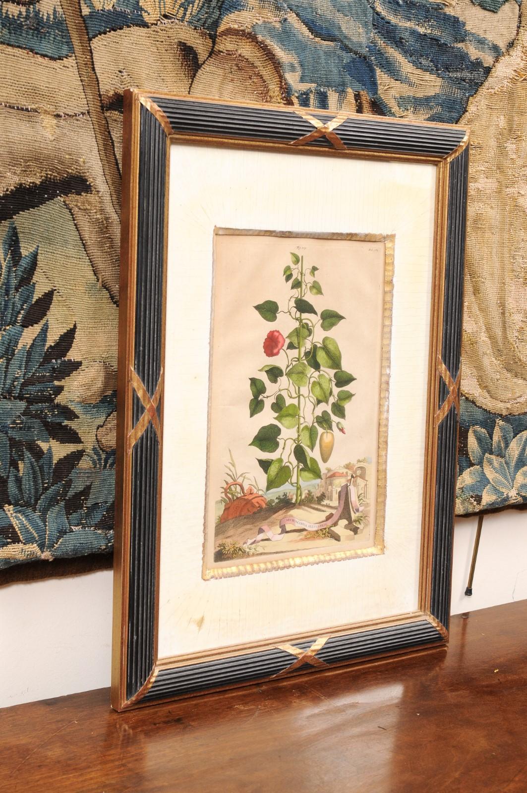 Framed Copper Botanical Engraving by Doctor & Botanist Abraham Muntings For Sale 2