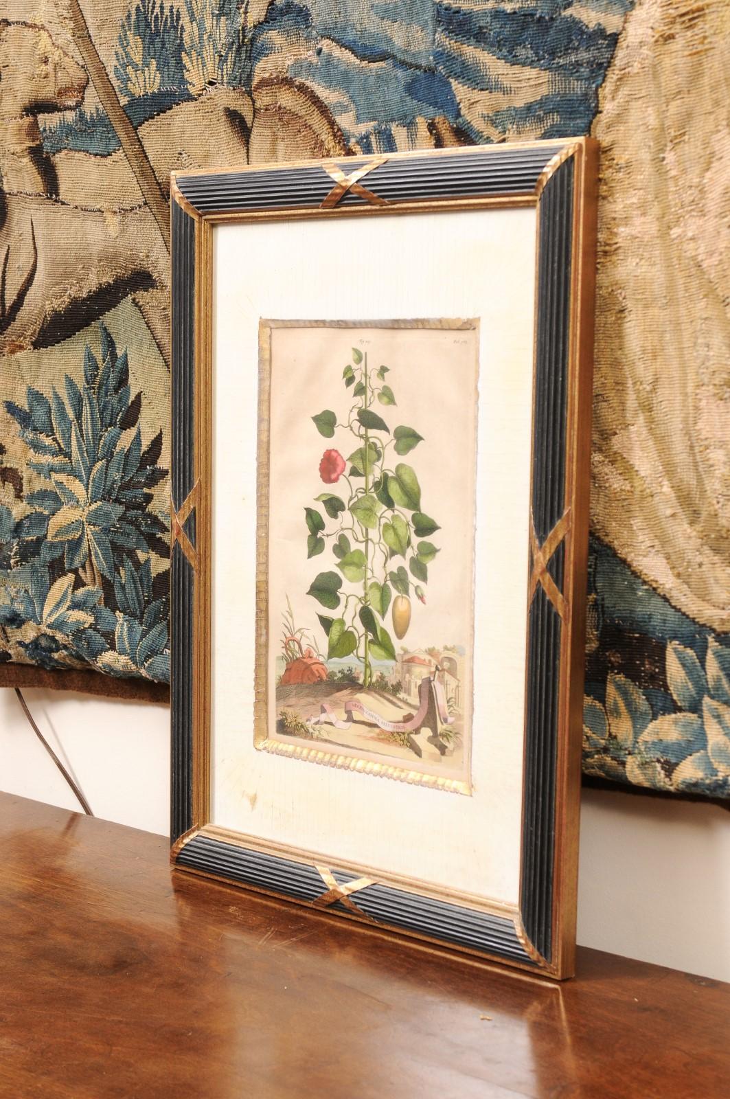 Framed Copper Botanical Engraving by Doctor & Botanist Abraham Muntings For Sale 3