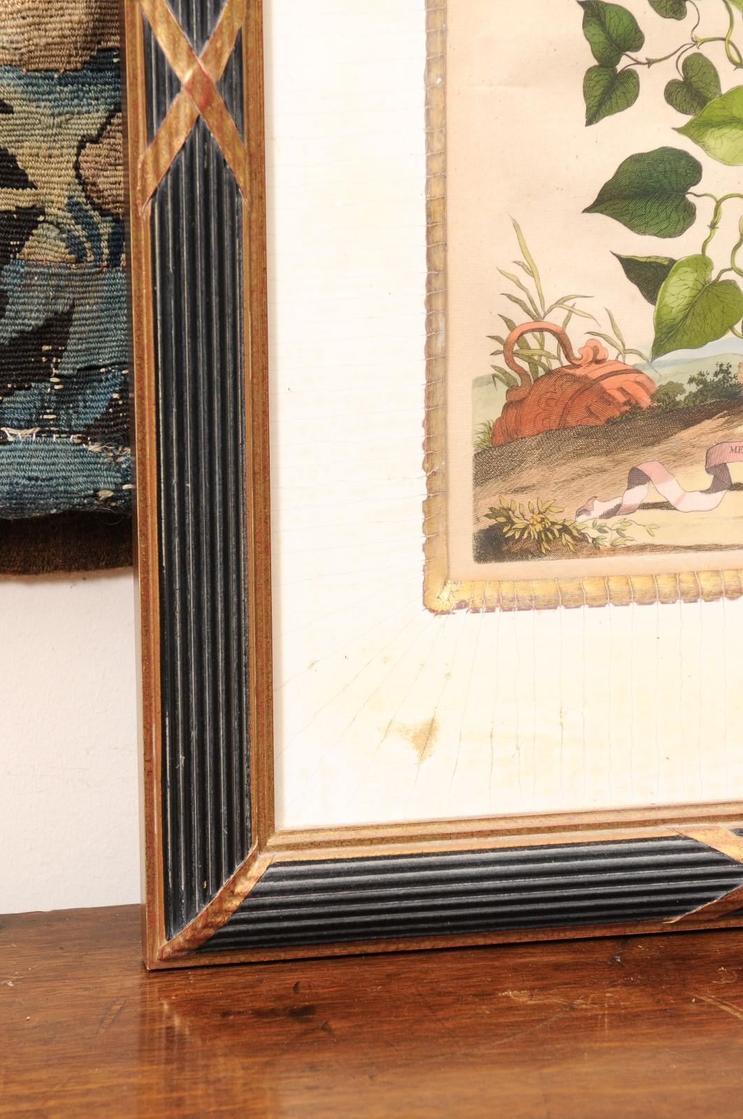 Framed Copper Botanical Engraving by Doctor & Botanist Abraham Muntings For Sale 4