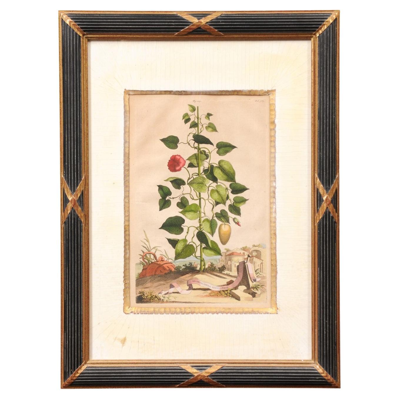 Framed Copper Botanical Engraving by Doctor & Botanist Abraham Muntings