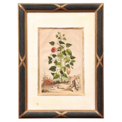 Framed Copper Botanical Engraving by Doctor & Botanist Abraham Muntings
