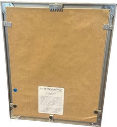 Framed "Cypraea Prism” Shells by Christopher Marley